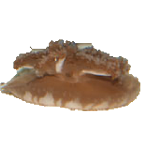 サカサクラゲ　イルミ